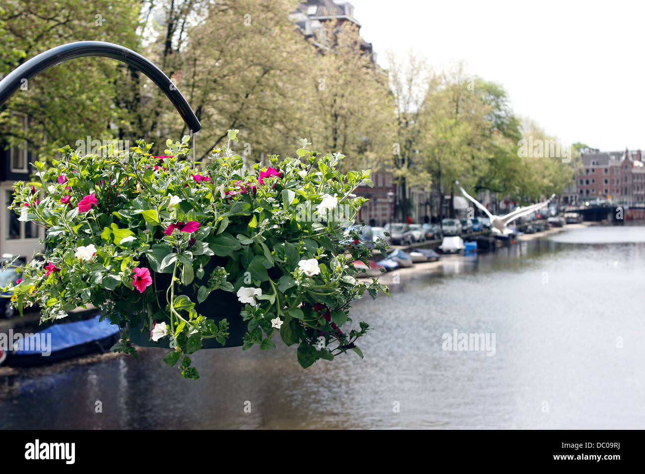 Amsterdam Pays-Bas Hollande Europe flower afficher sur Pont sur canal Banque D'Images