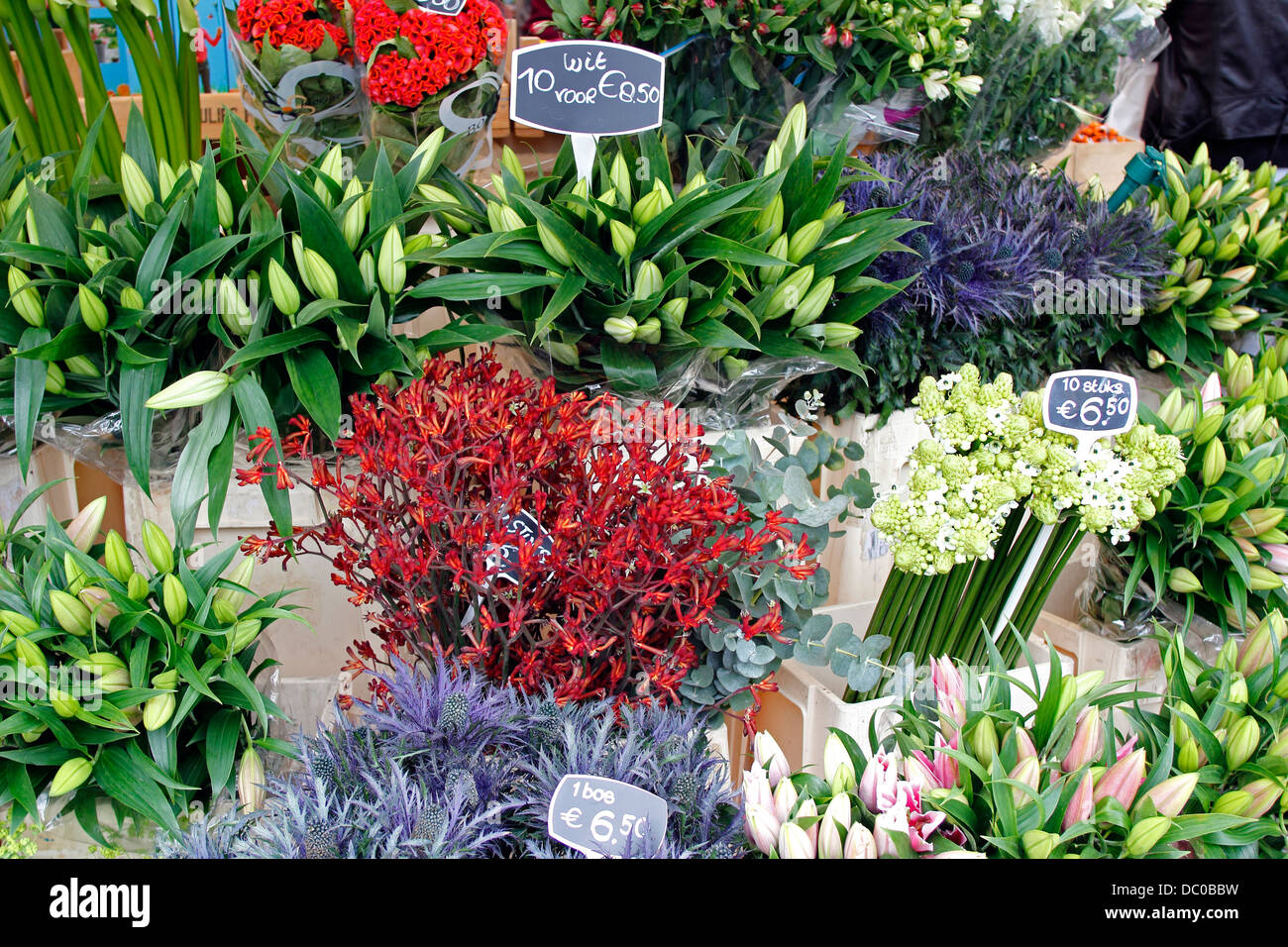 Amsterdam Pays-Bas Hollande fleurs Europe au Noordermarkt Banque D'Images