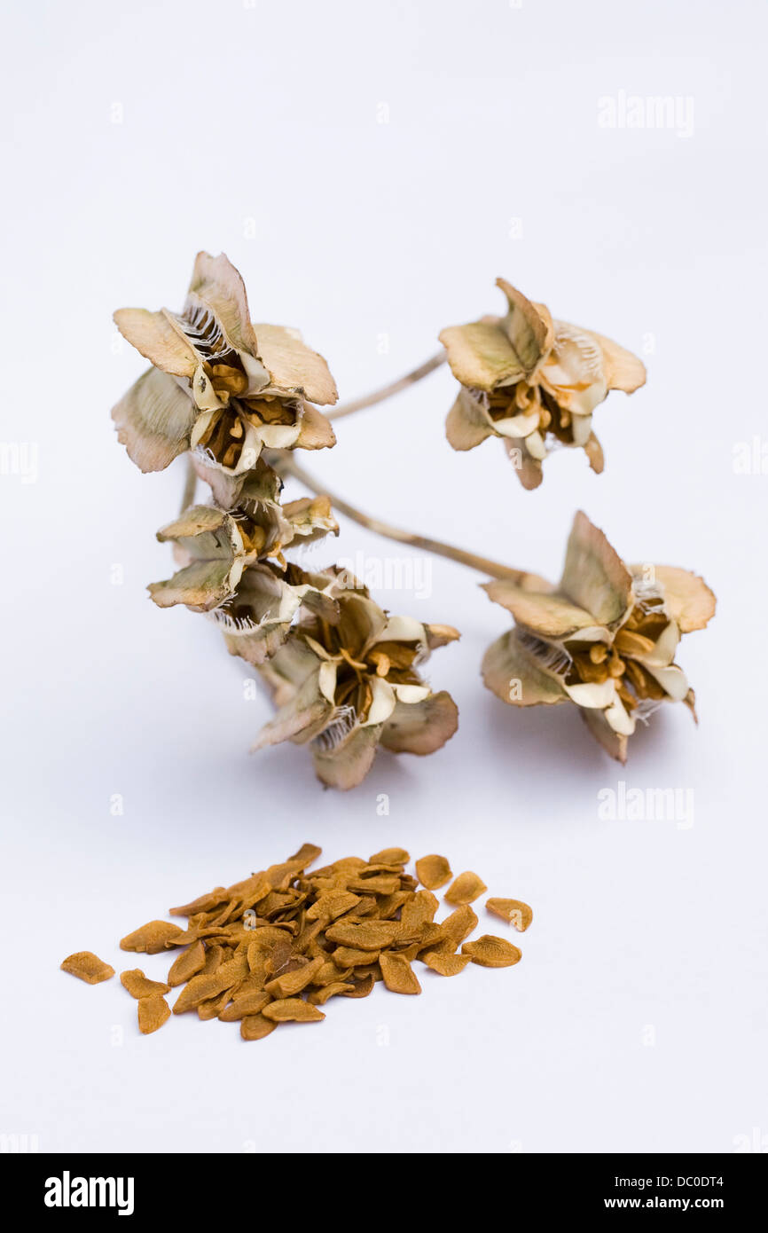 Fritillaria imperialis. Les graines mûres de répandre d'une gousse sur un fond blanc. Banque D'Images