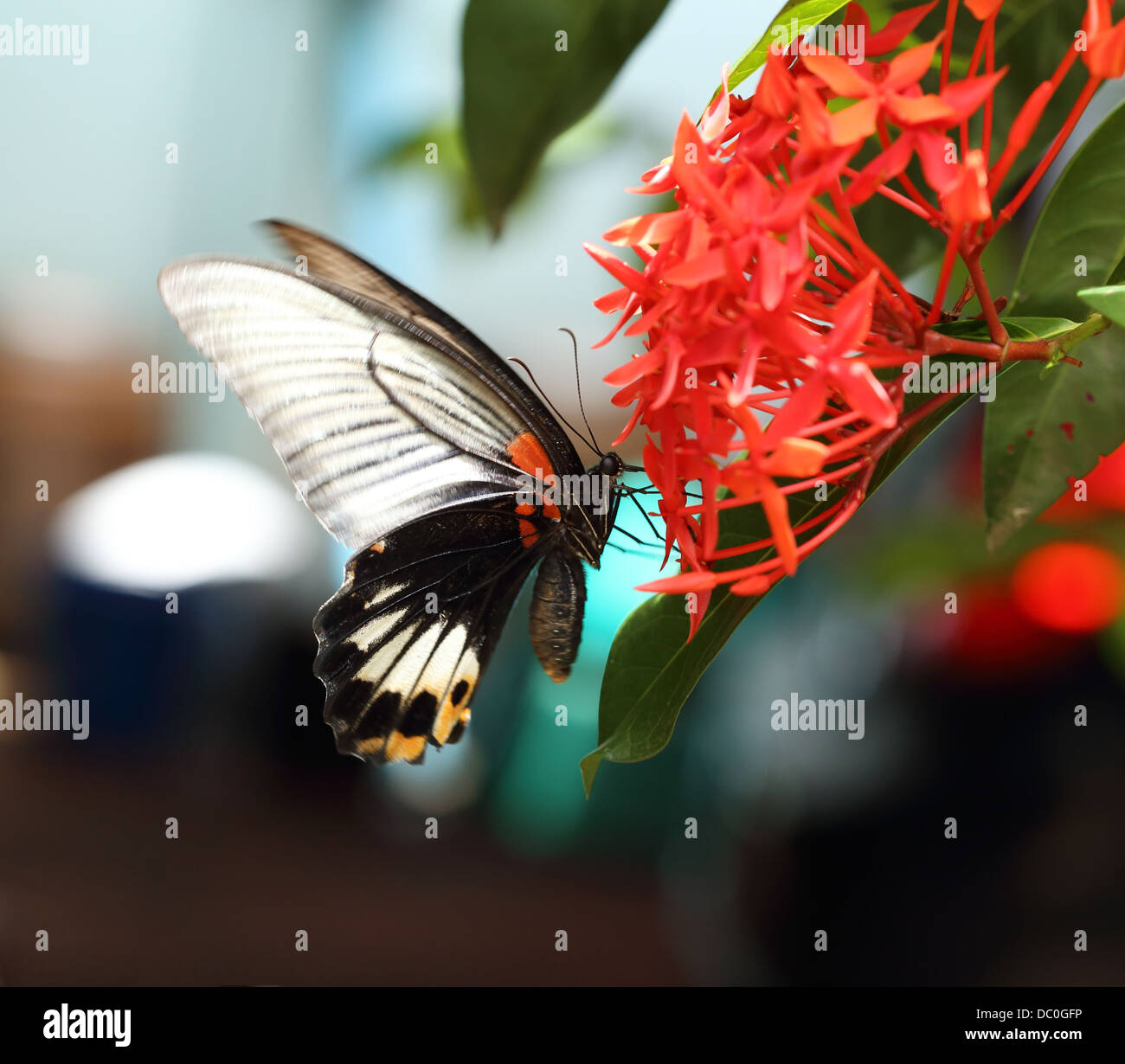 Close up of mail grand mormon butterfly perching on red ixora fleur Banque D'Images Close up of mail grand mormon butterfly perching on red ixora fleur Banque D'Images