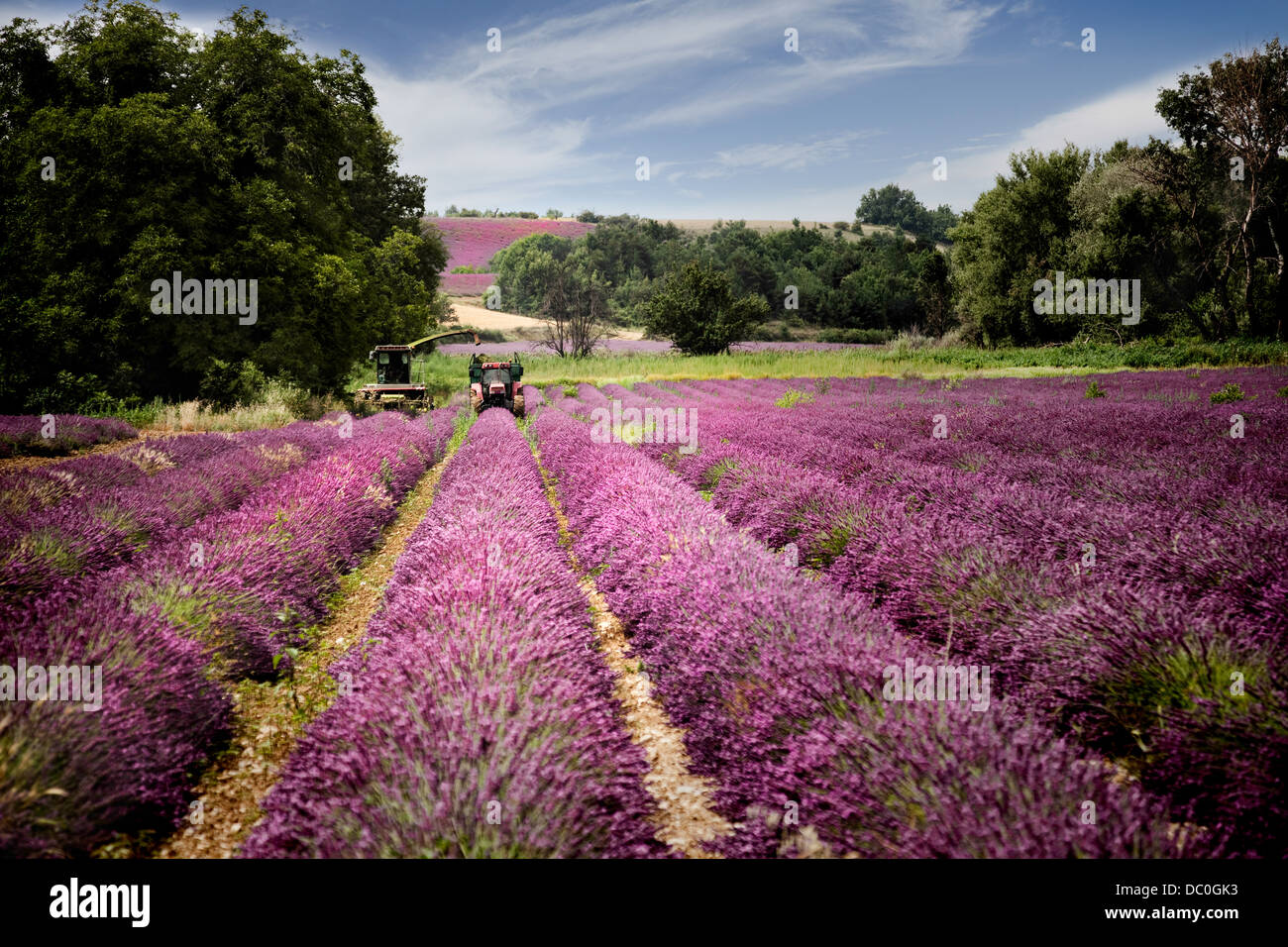 La récolte des champs de lavande en Provence, dans le sud de la France. Banque D'Images