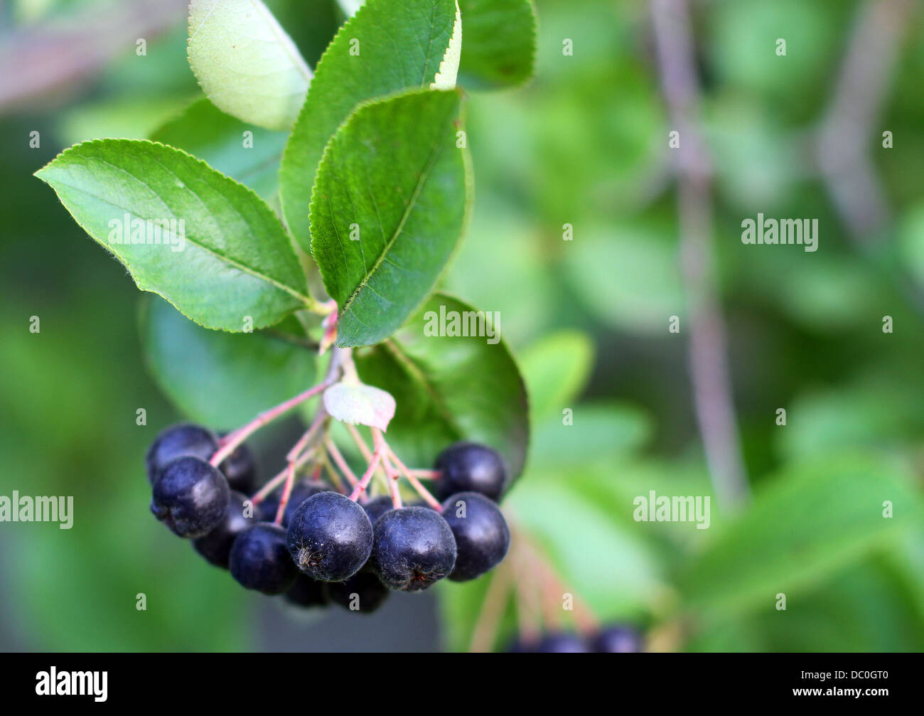 Chokeberries (aronia noir) sur bush in garden Banque D'Images