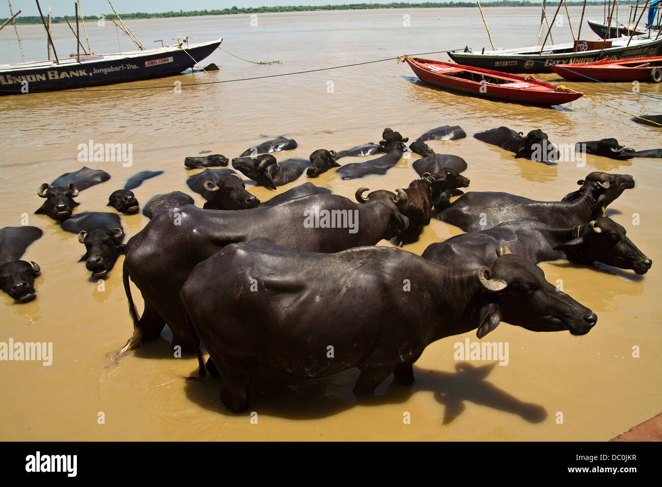 Les vaches se baignant dans le Gange à Varanasi en Inde Banque D'Images