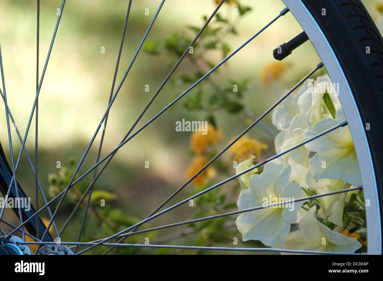 Roue de bicyclette et jardin fleuri. Banque D'Images