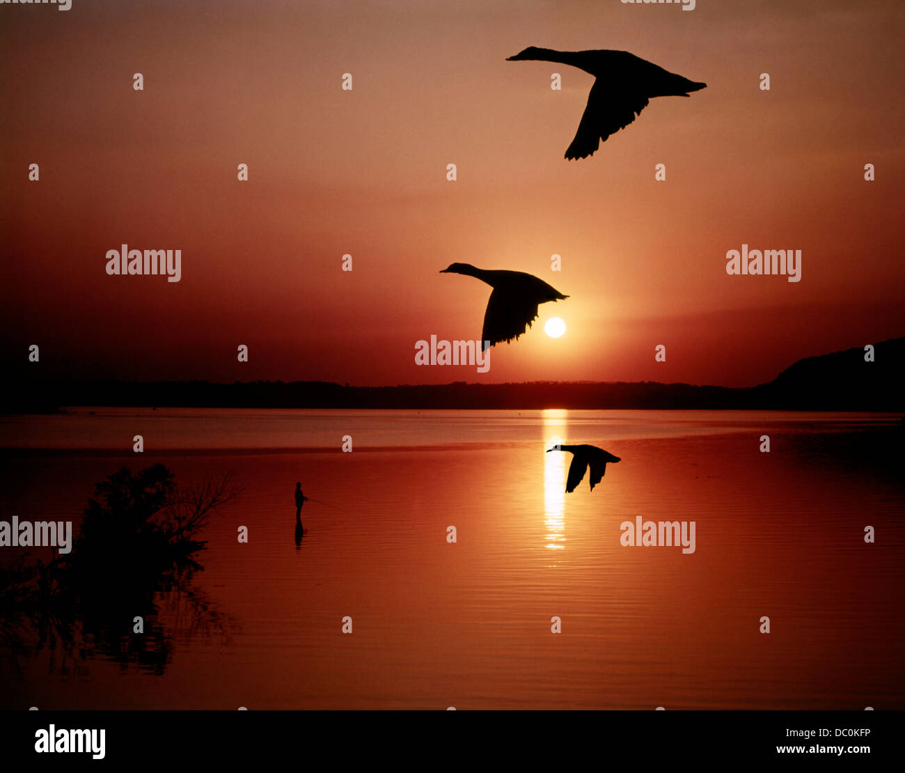 1950 Trois canards volant au-dessus de mer au coucher du soleil la silhouette du pêcheur CI-DESSOUS Banque D'Images
