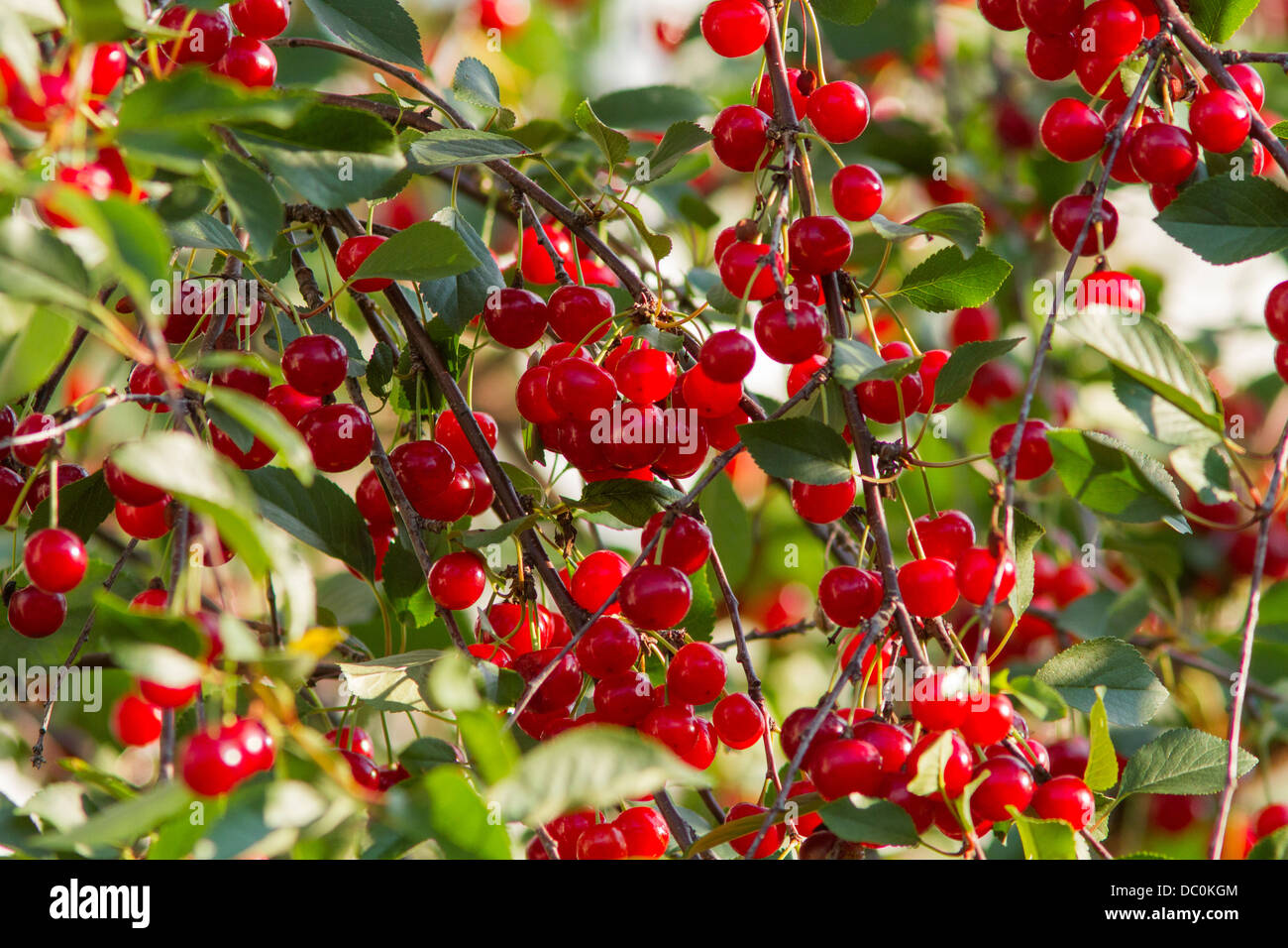 Frais et juteux, cerises biologiques. Banque D'Images