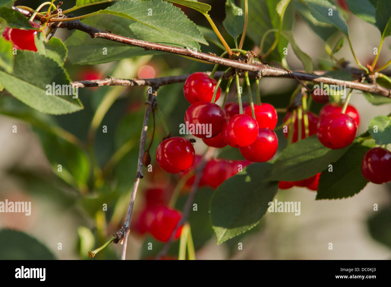 Frais et juteux, cerises biologiques. Banque D'Images