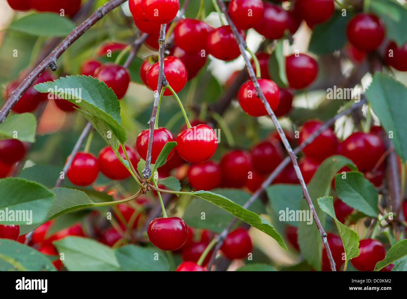 Frais et juteux, cerises biologiques. Banque D'Images
