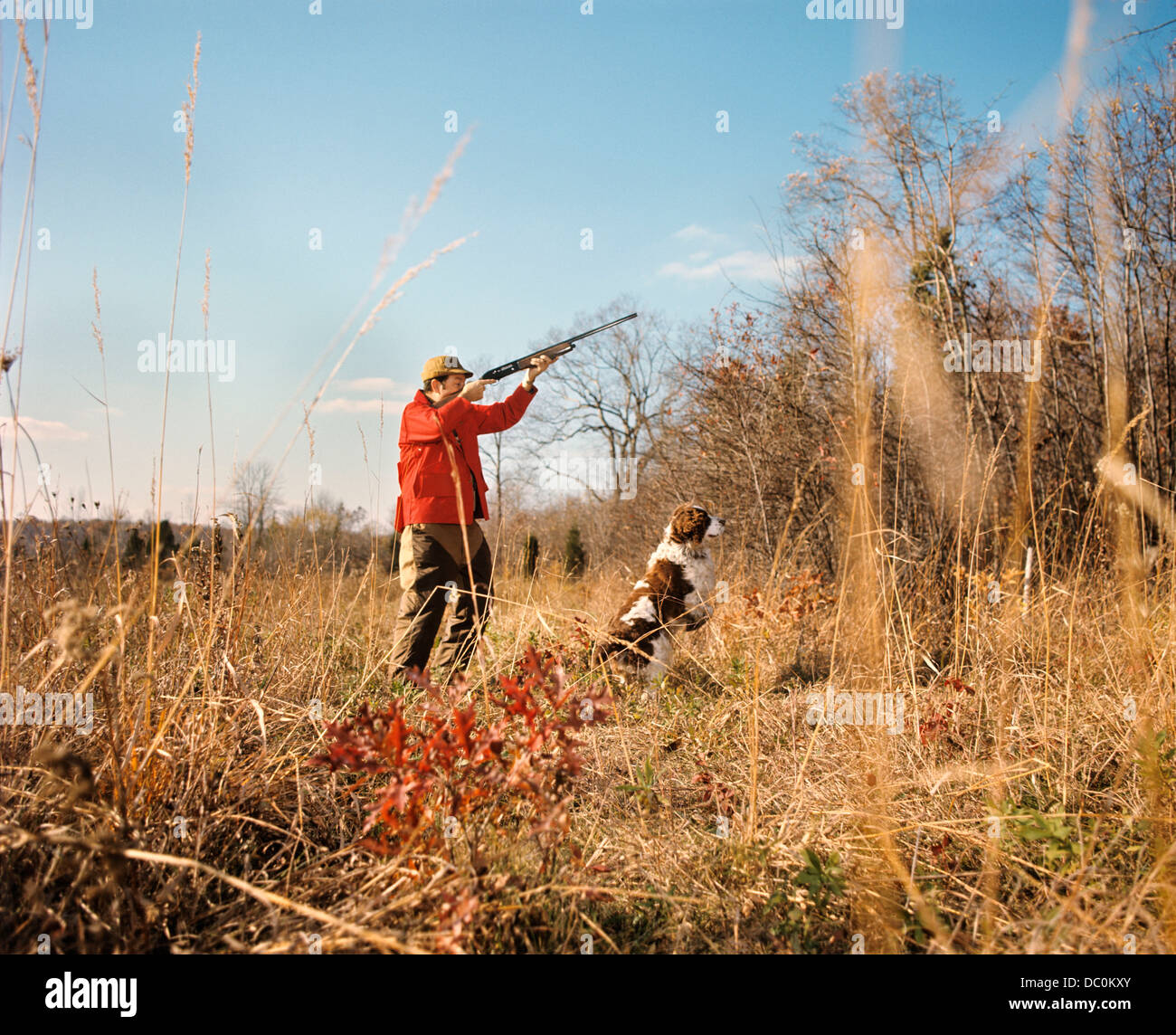 1970 MAN HUNTER AVEC Fusil de chasse CHIEN EN CHAMP D'AUTOMNE Banque D'Images