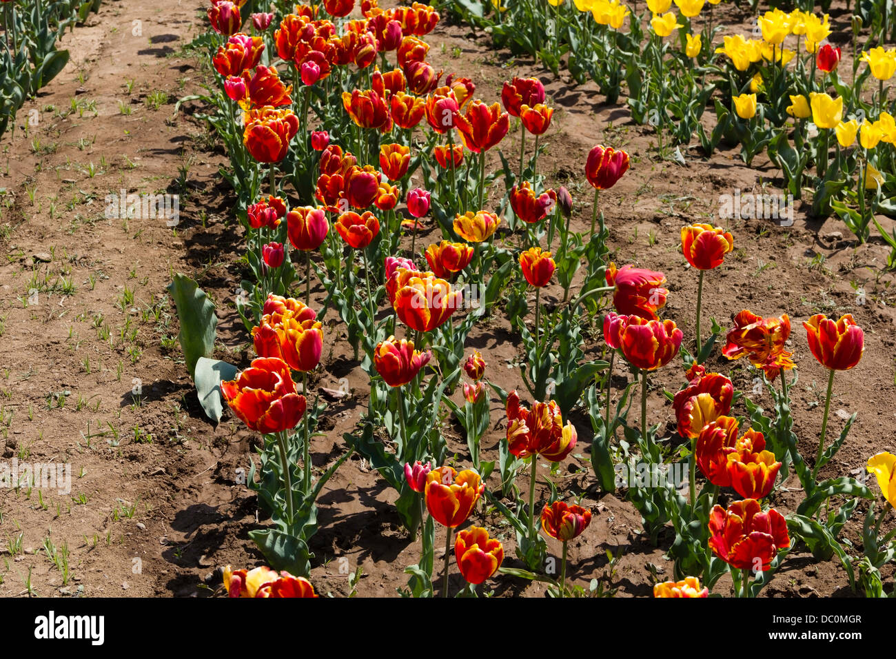 Rangées de tulipes de couleurs différentes à l'intérieur du jardin des tulipes à Srinagar, de belles fleurs qui est ouvert aux touristes en Avril Banque D'Images
