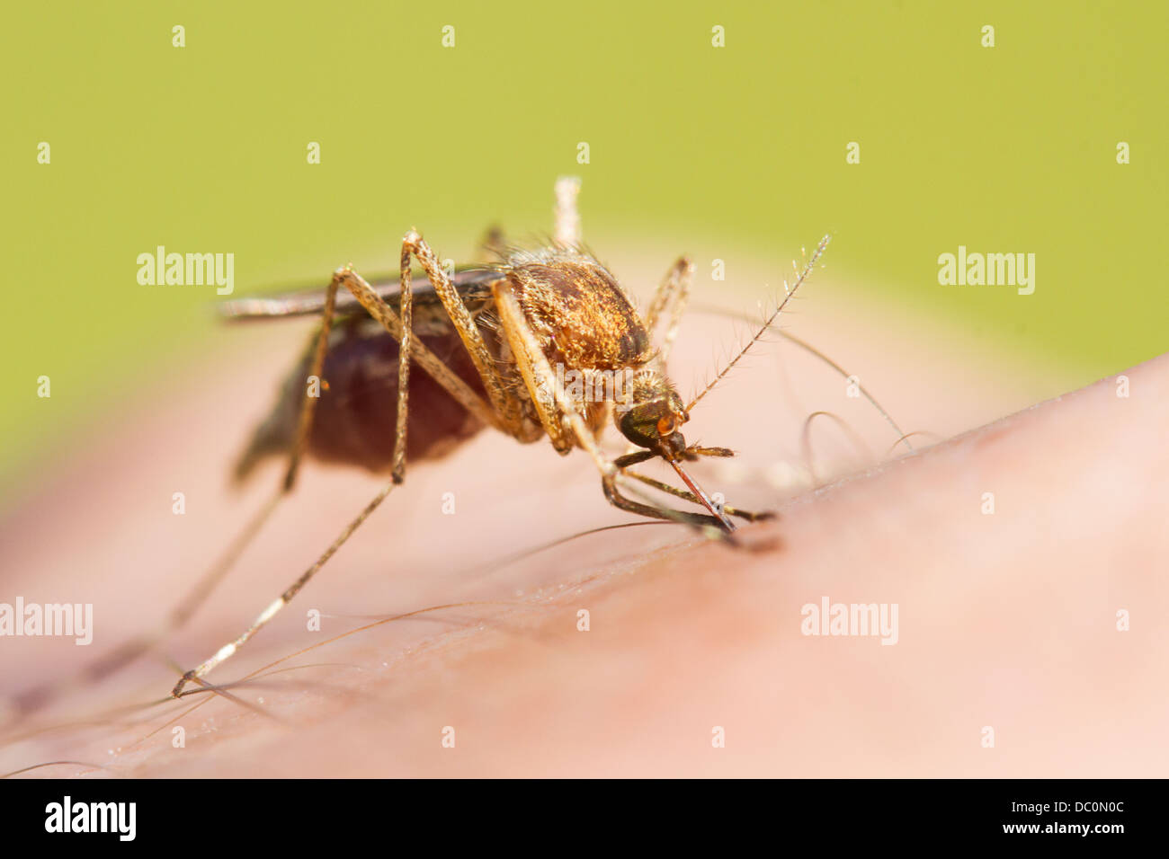Moustique alimentation avec du sang humain Banque D'Images Moustique alimentation avec du sang humain Banque D'Images