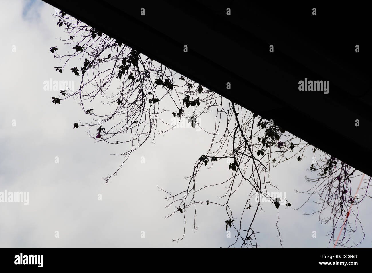 Les petites branches des plantes entrant sur une corniche, vue de dessous montrant fond de nuages dans le ciel Banque D'Images