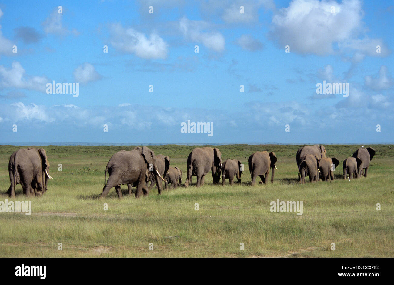Le PARC NATIONAL AMBOSELI KENYA Afrique du troupeau d'éléphants marchant à travers PLAINES Banque D'Images