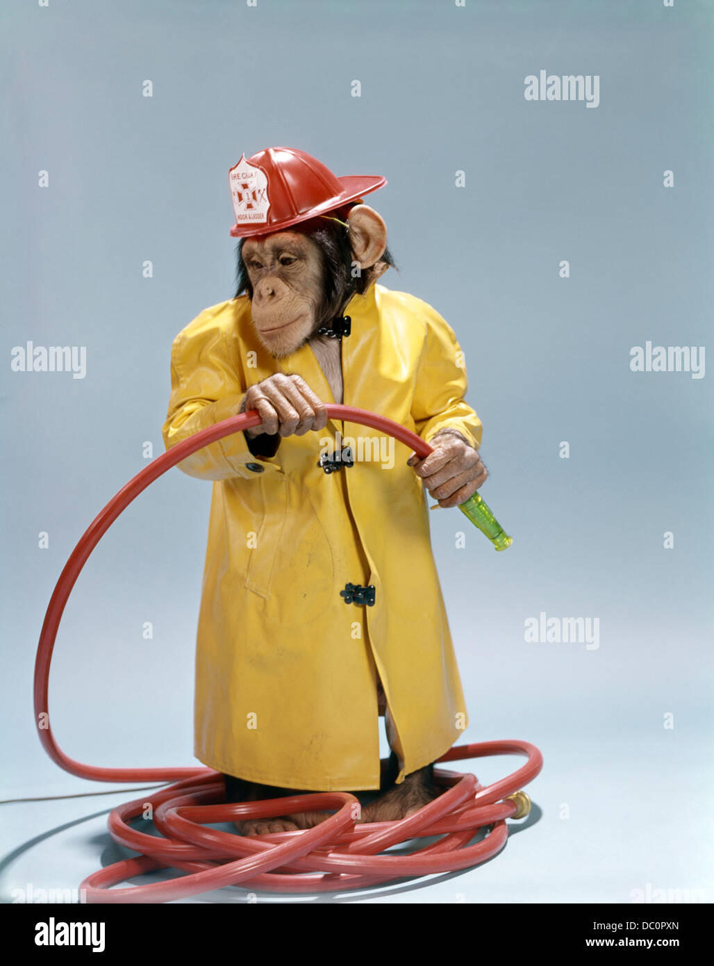 1960 Drôle de chimpanzé dans FIREMAN imperméable et casque de sécurité tenue flexible rouge Banque D'Images