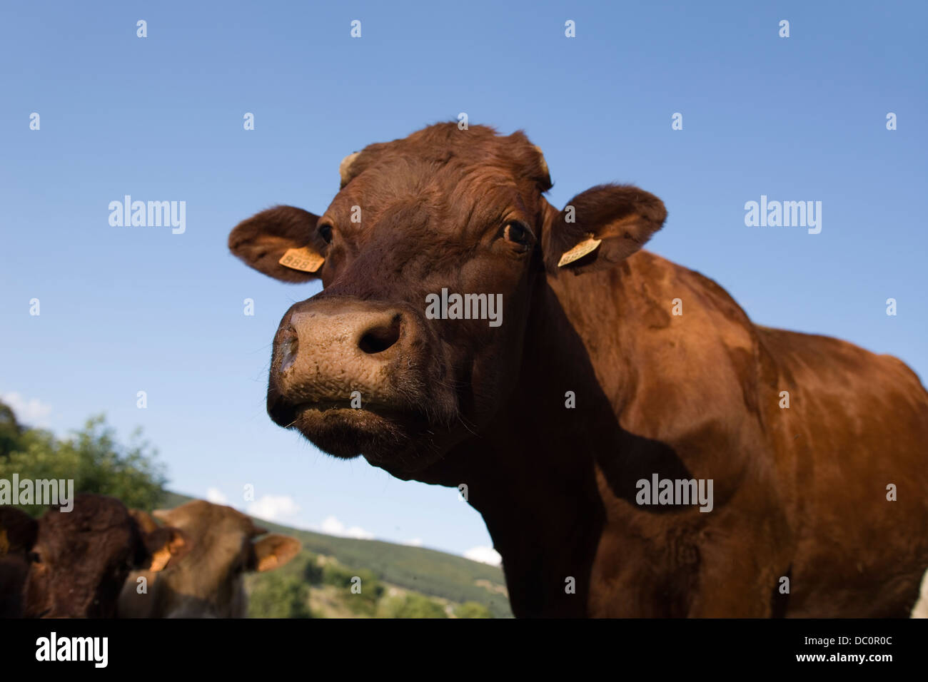 Le pâturage des vaches brunes CANTAL AUVERGNE FRANCE Banque D'Images