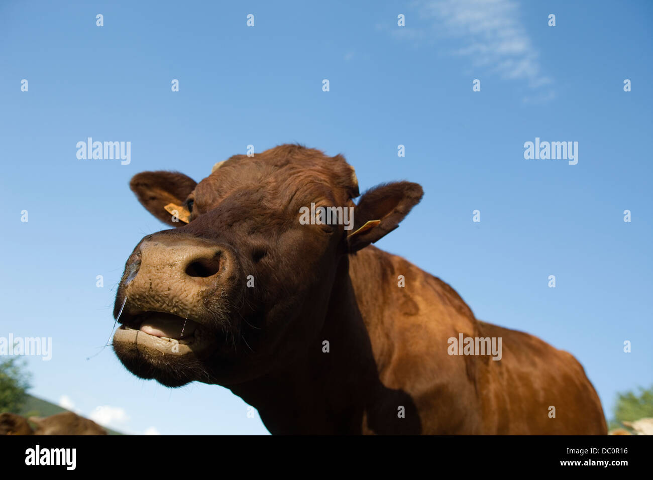 Le pâturage des vaches brunes CANTAL AUVERGNE FRANCE Banque D'Images