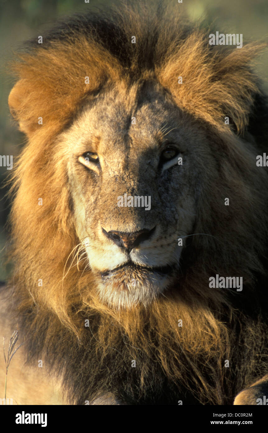 Afrique KENYA LION Banque D'Images
