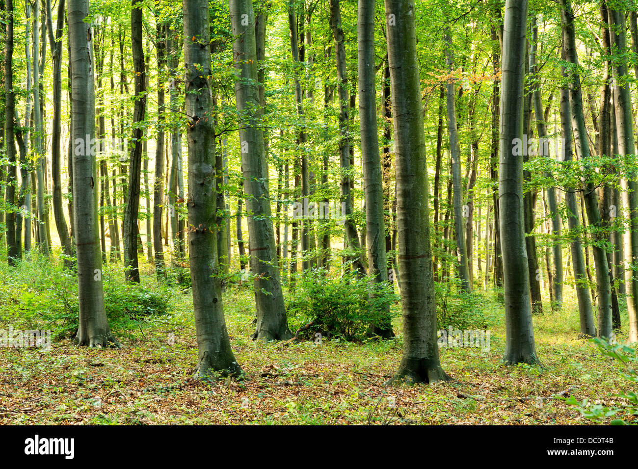 Forêt de feuillus hêtre européen avec la lumière au coucher du soleil Banque D'Images