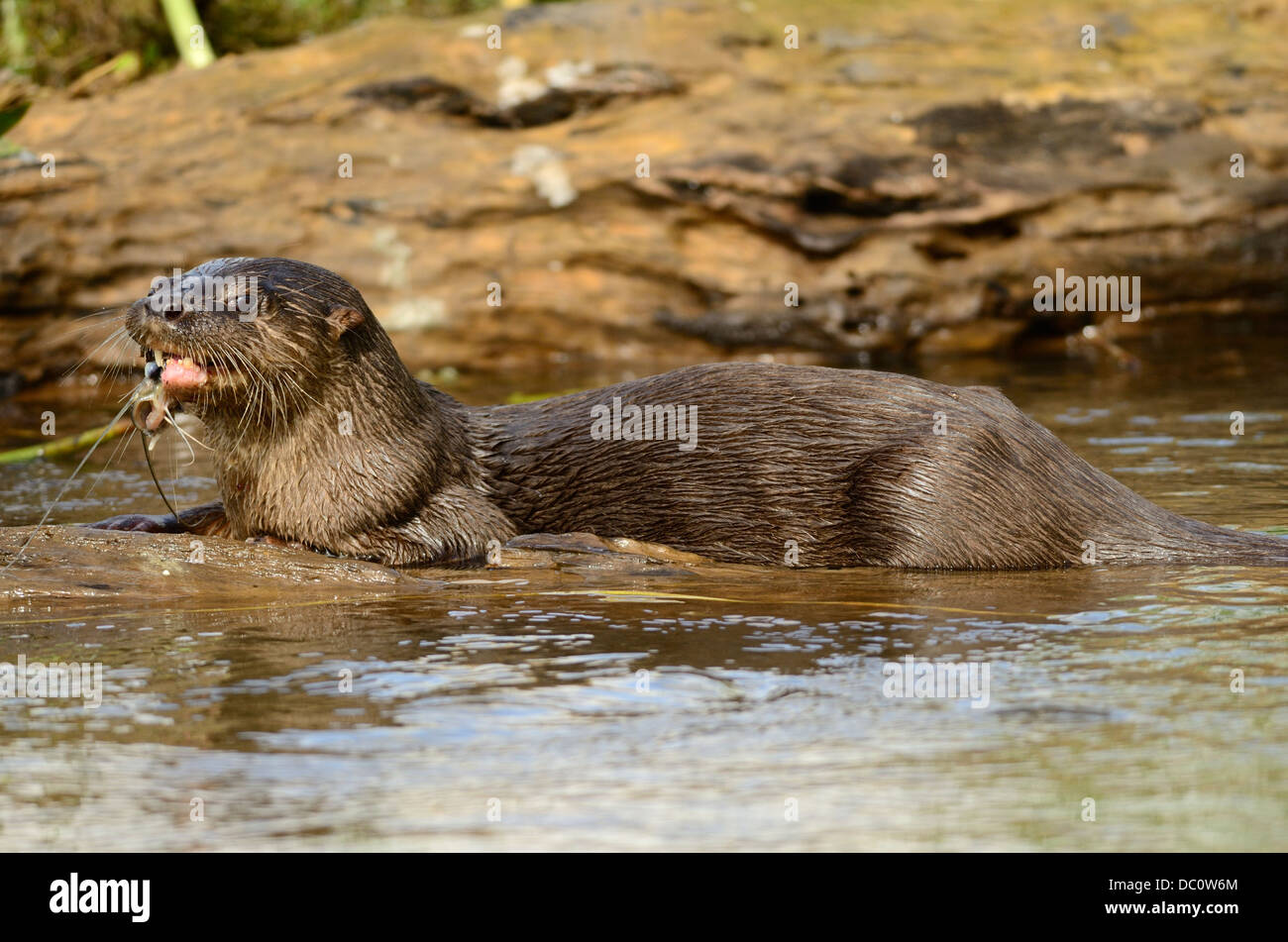 La loutre néotropicale la consommation de poisson Banque D'Images