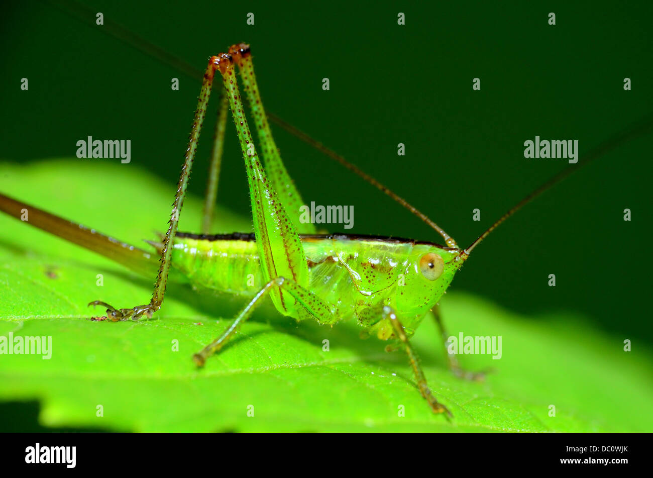Une nymphe katydid perché sur une plante verte feuille. Banque D'Images