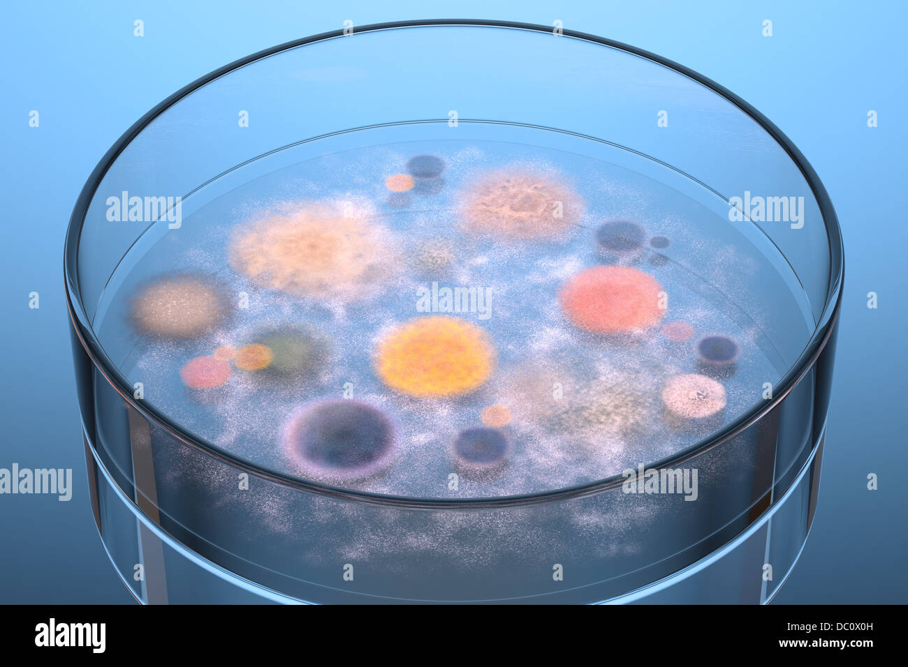 Les bactéries et champignons qui grandissent dans une boîte de Petri. Banque D'Images