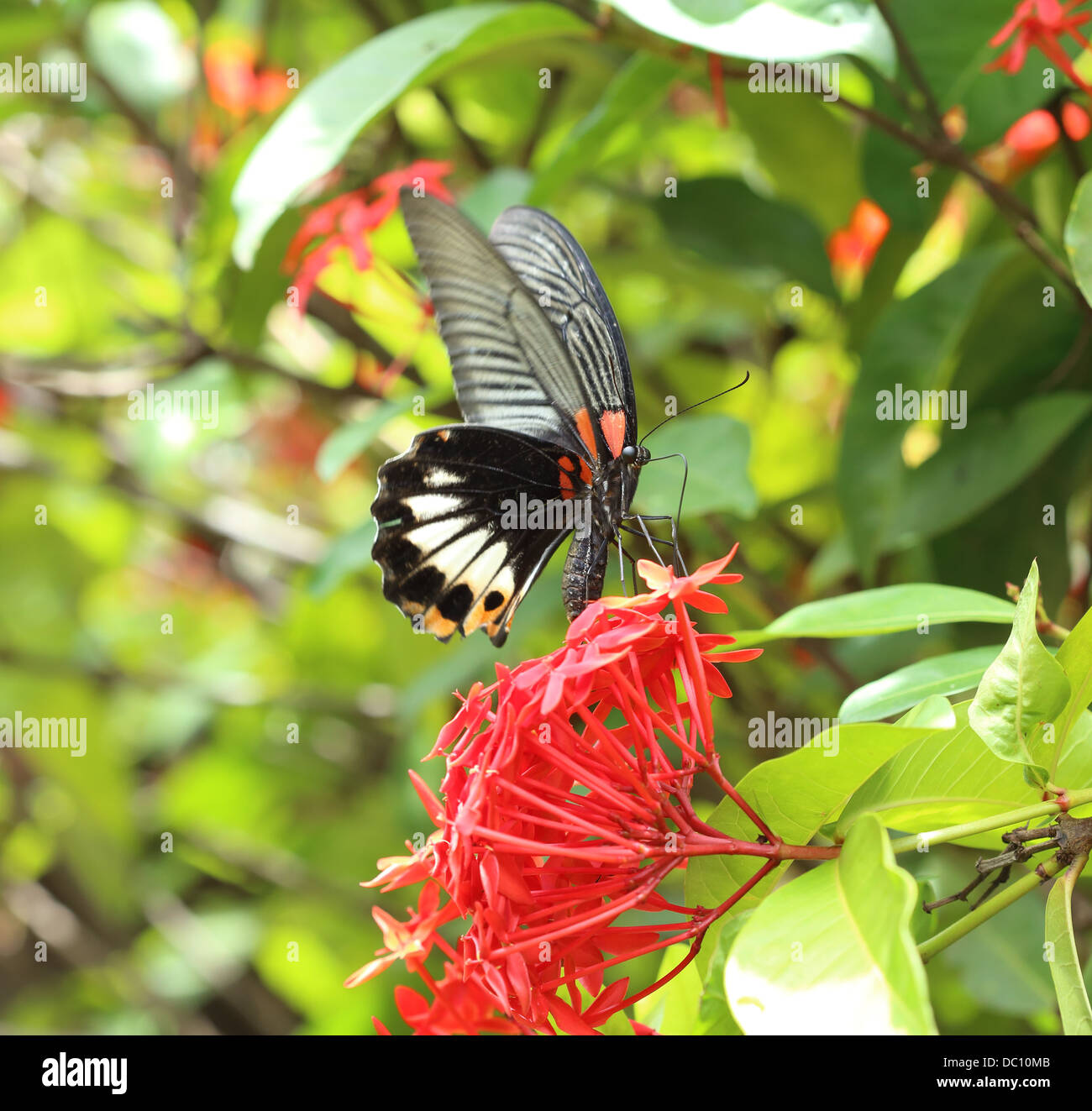 Close up of mail grand mormon butterfly perching on red ixora fleur Banque D'Images Close up of mail grand mormon butterfly perching on red ixora fleur Banque D'Images