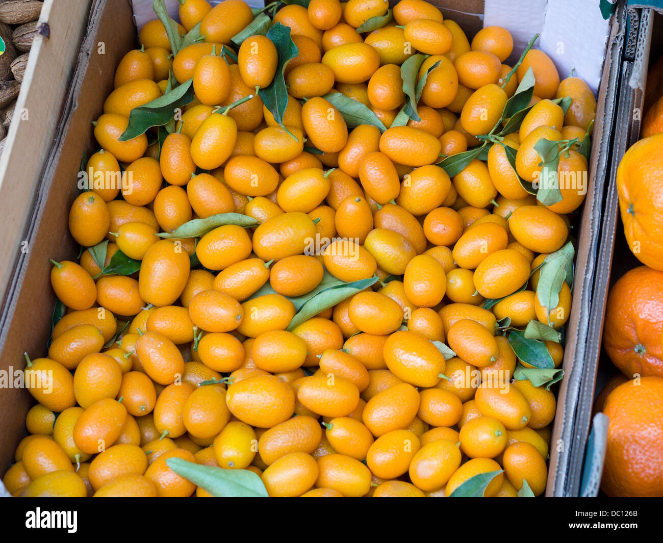 Le kumquat ou cumquats. Une boîte pleine de fruits Kumquat, certains avec des feuilles jointes. Produits frais au marché. Banque D'Images