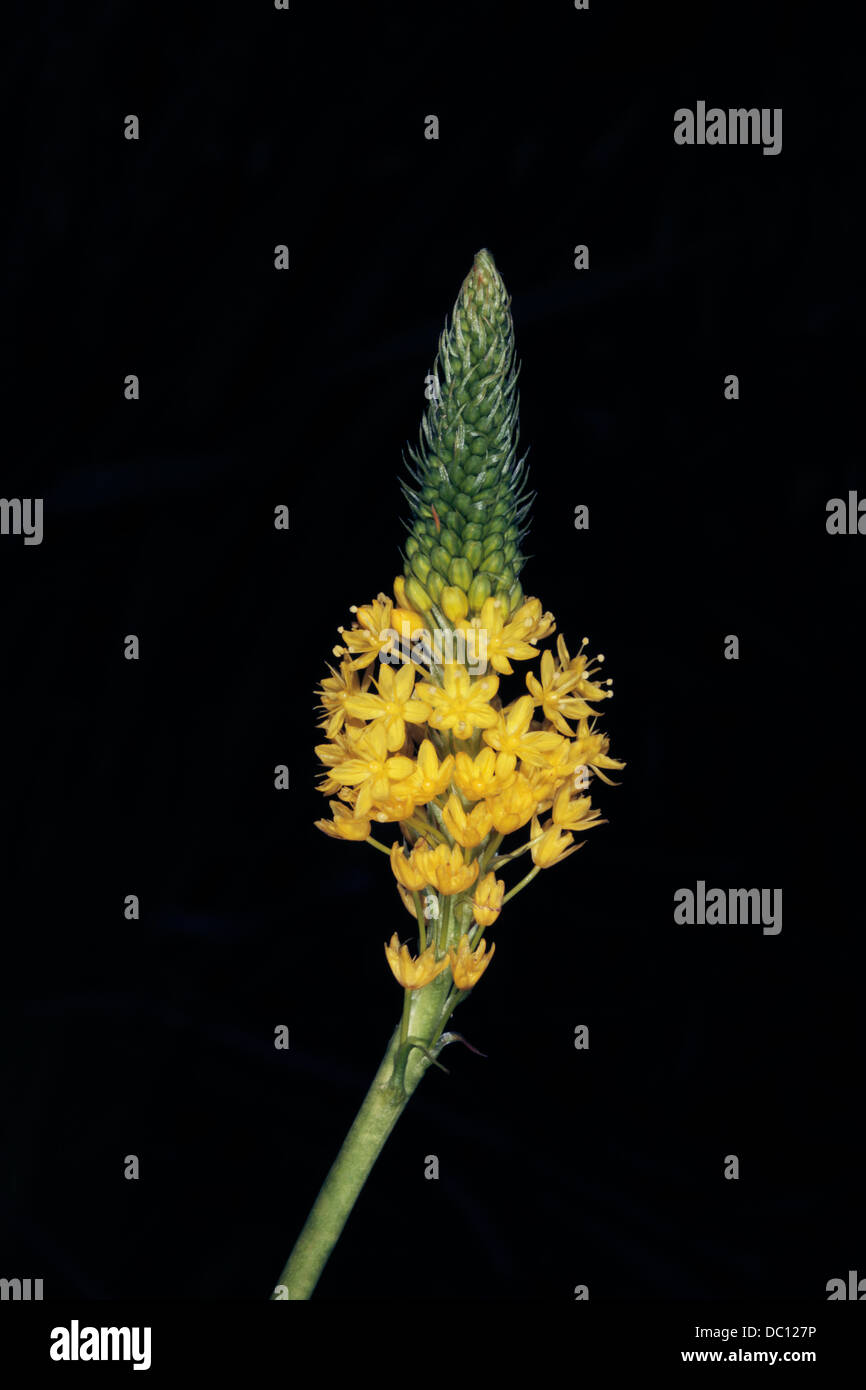 Close-up of Yellow Cat-tail fleur- Bulbinella floribunda- Famille Asphodelaceae Banque D'Images