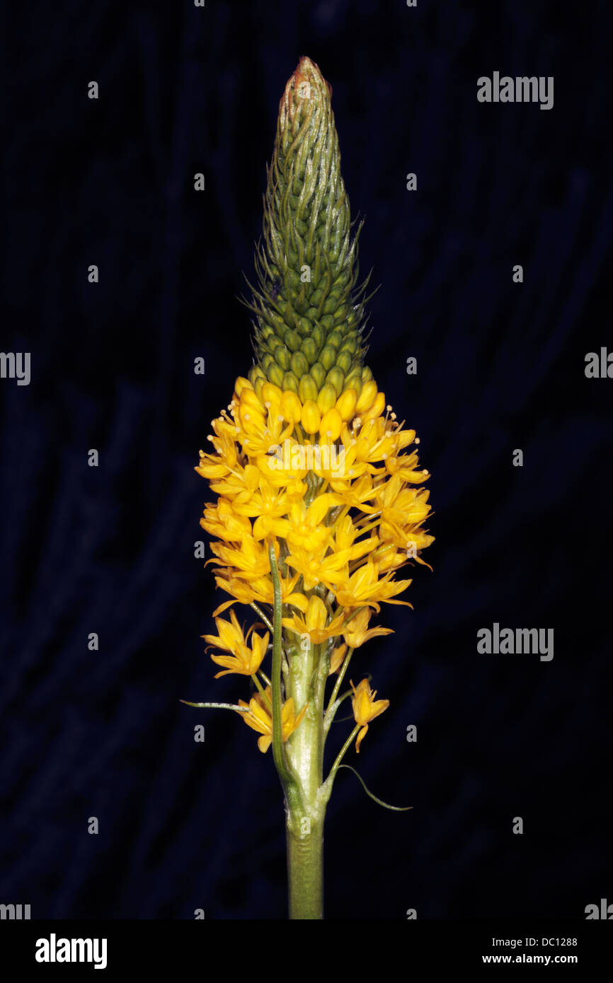 Close-up of Yellow Cat-tail fleur- Bulbinella floribunda- Famille Asphodelaceae Banque D'Images