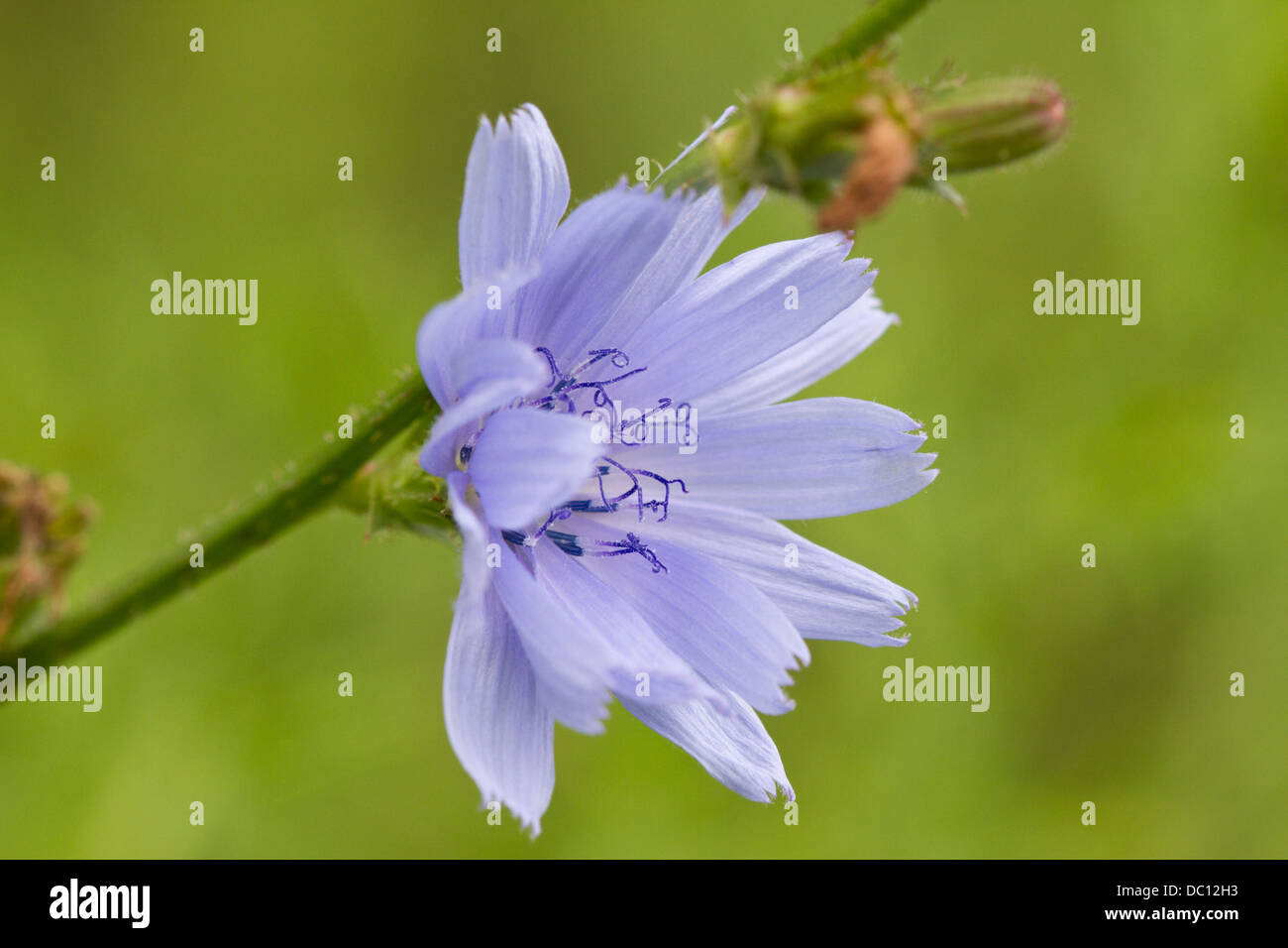 Fleur de chicorée commune (Cichorium intybus). Banque D'Images