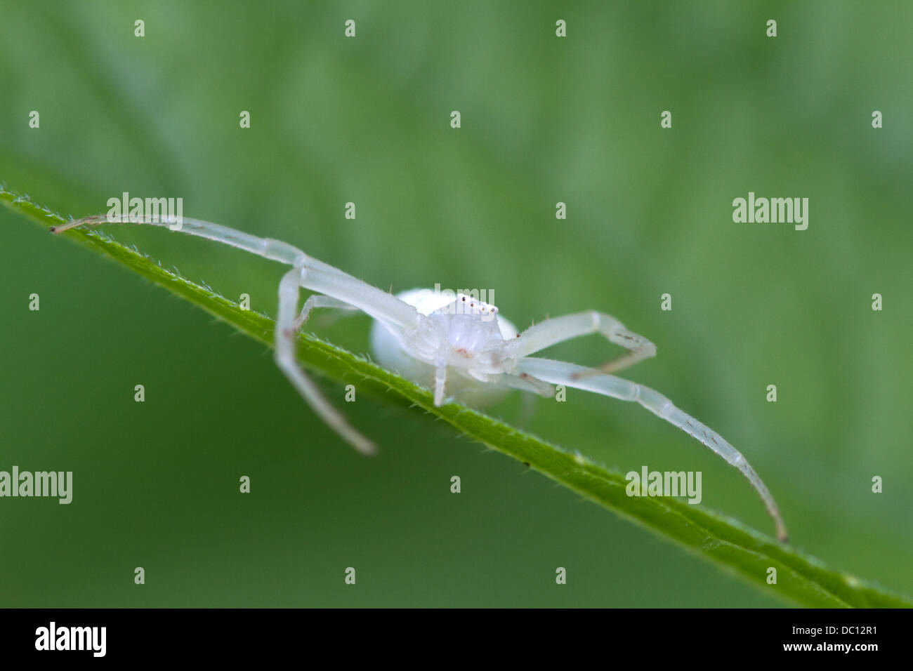 Araignée crabe blanc (Mecaphesa sp.) Banque D'Images