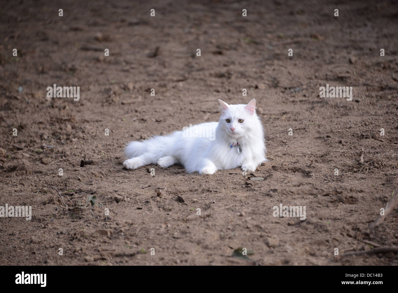 Chat Angora turc blanc moelleux pedigree champion sur la saleté du sol chocolat closeup portrait superbe oreille nez rose clair  + M. Banque D'Images