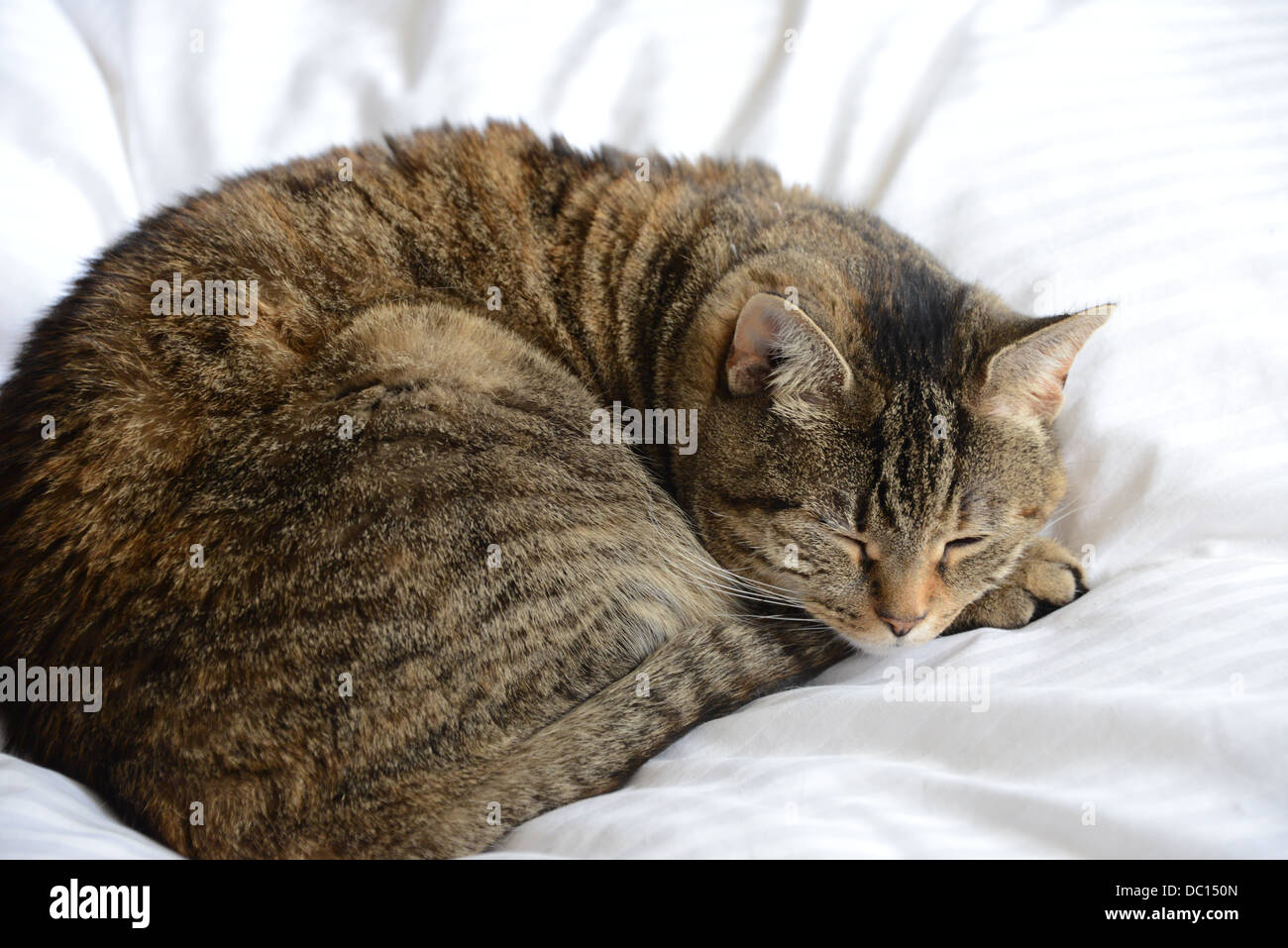 Sweet cat jolie endormie sur les marquages blancs close up Banque D'Images