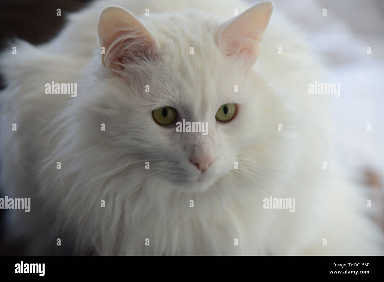 Chat blanc portrait avec lumière douce pedigree Angora Turc champion. avec le modèle libération oreilles roses et le nez Banque D'Images