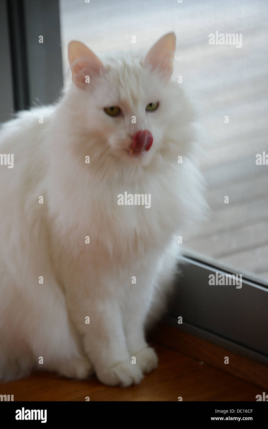 Chat blanc portrait debout près de la fenêtre avec un soleil brillant pedigree Angora turc champion. poussant sa langue lécher les Banque D'Images