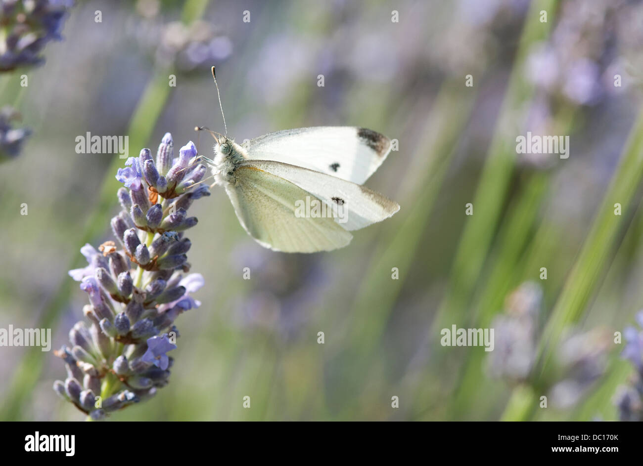 Petit papillon blanc du chou fleur de lavande, Norfolk, Angleterre Banque D'Images