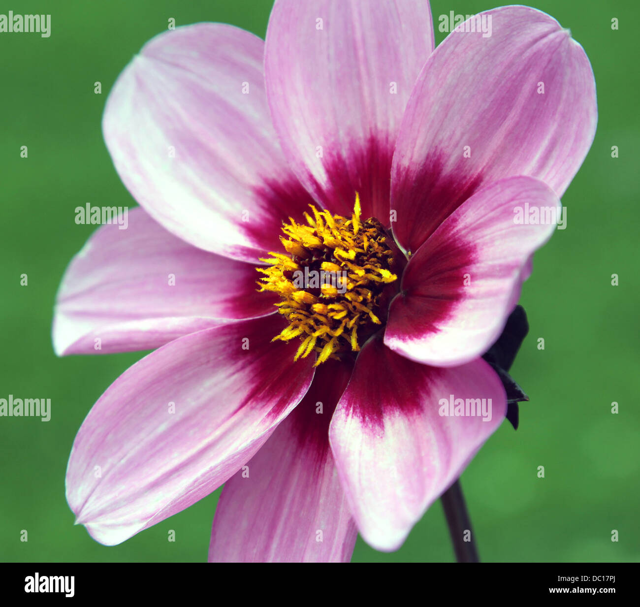 Plante Dahlia. Dahlia Happy Single Wink. Plante à fleurs. Banque D'Images