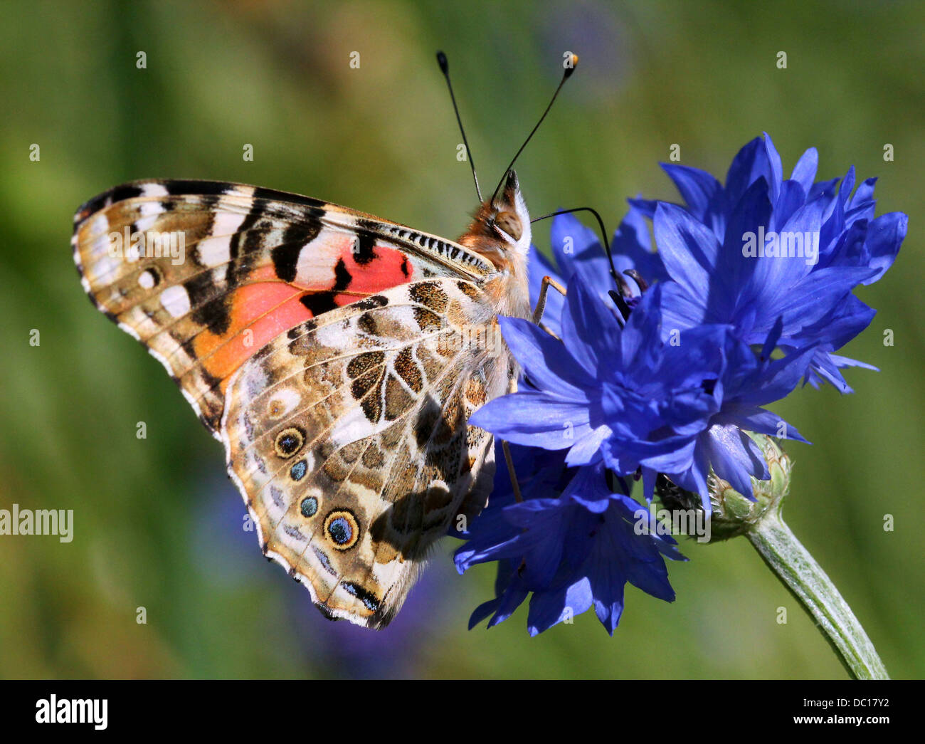 Macro détaillée d'une belle dame-butterfly (Vanessa cardui) cosmopolite ou nourriture dans une variété de fleurs (80 images au total) Banque D'Images