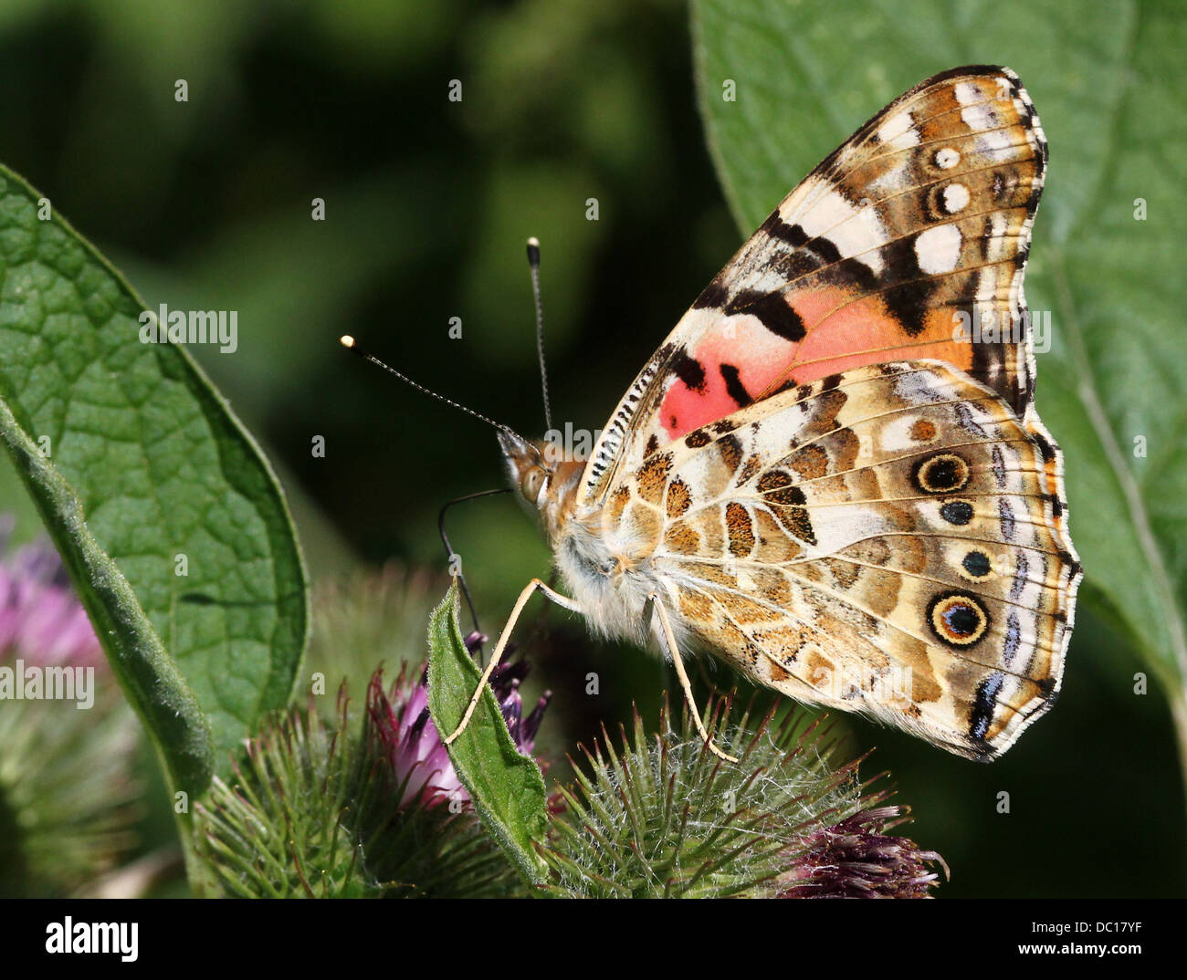 Macro détaillée d'une belle dame-butterfly (Vanessa cardui) cosmopolite ou nourriture dans une variété de fleurs (80 images au total) Banque D'Images