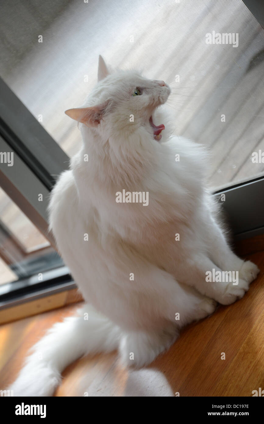 Chat blanc portrait debout près de la fenêtre avec un soleil brillant pedigree Angora turc champion. bouche ouverte série bâillement Banque D'Images