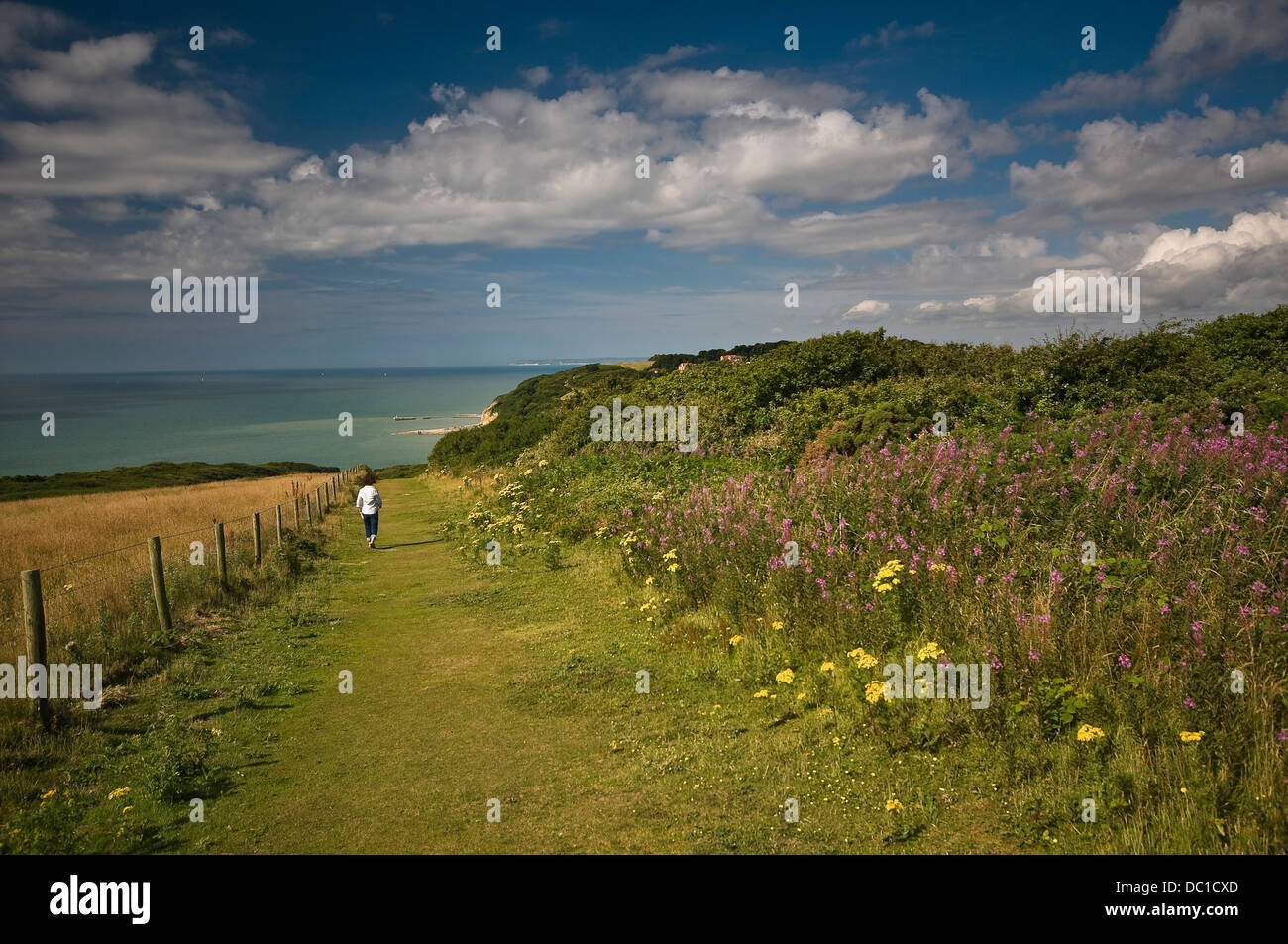 Hastings Country Park Nature Reserve, East Sussex, UK Banque D'Images