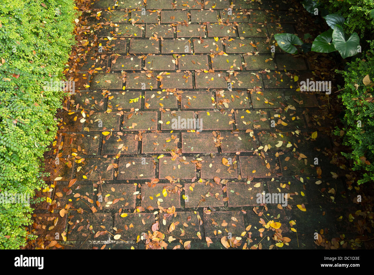 Motif de la chaussée pittoresque avec de nombreux petits leafs Banque D'Images Motif de la chaussée pittoresque avec de nombreux petits leafs Banque D'Images