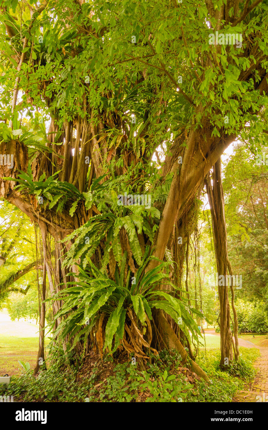 Grand Banyan Tree avec un grand nombre de plante pousse sur ses racines Banque D'Images Grand Banyan Tree avec un grand nombre de plante pousse sur ses racines Banque D'Images