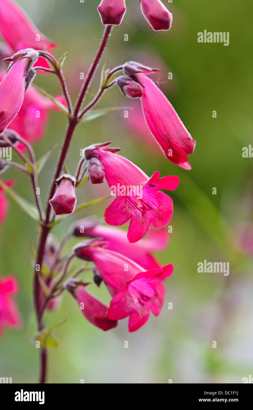 Hartweg's beard timon (penstemon hartwegii 'andenken un f. hahn') Banque D'Images