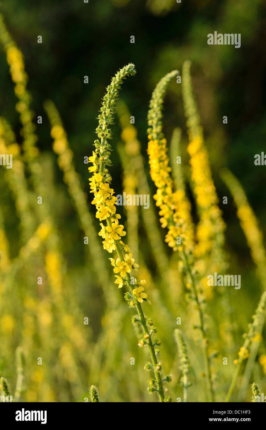 Aigremoine (Agrimonia eupatoria commun) Banque D'Images