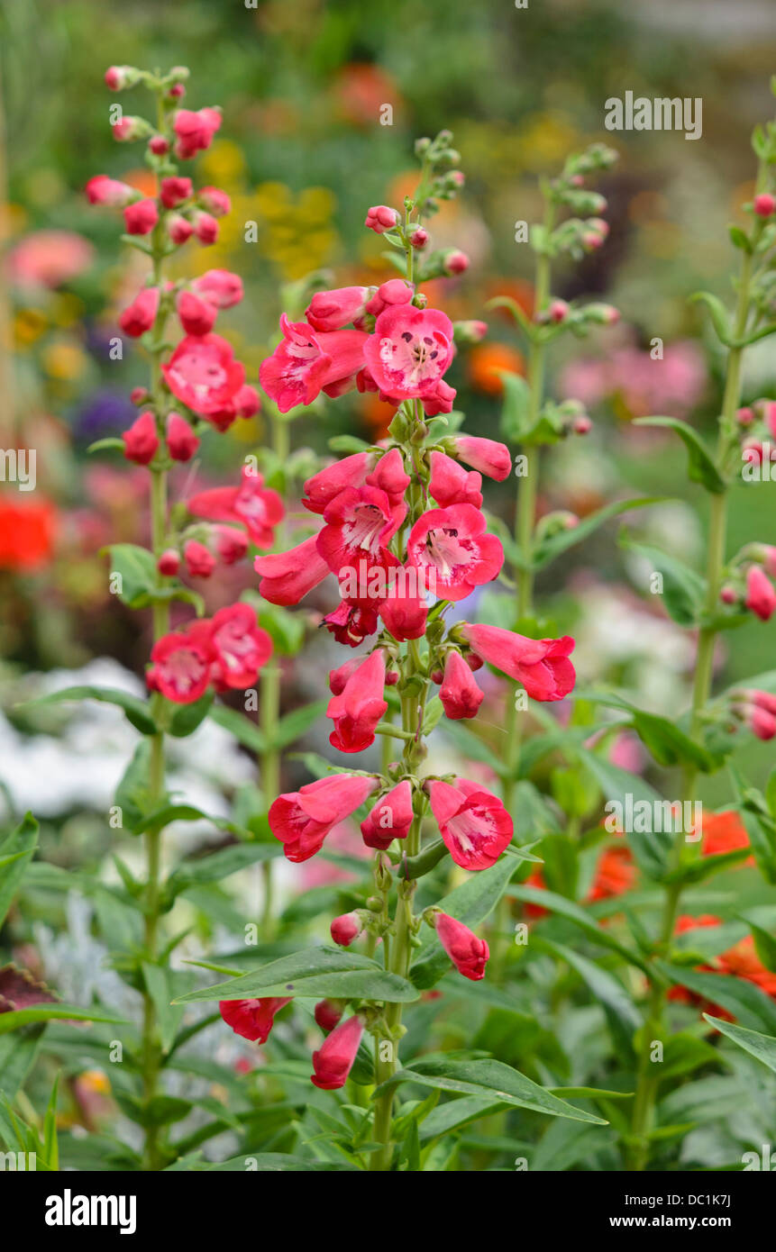 Langue maternelle (barbe penstemon) Banque D'Images