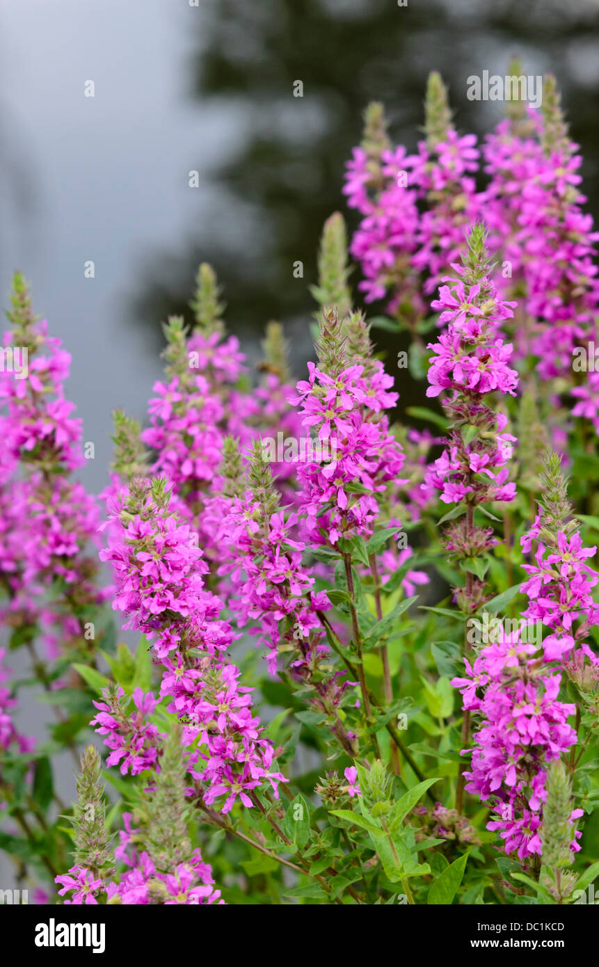 La Salicaire (Lythrum salicaria) Banque D'Images
