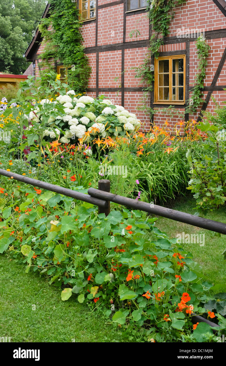 Hortensia (Hydrangea arborescens arbres), lis du jour (Hemerocallis) et capucine (Tropaeolum majus) Banque D'Images