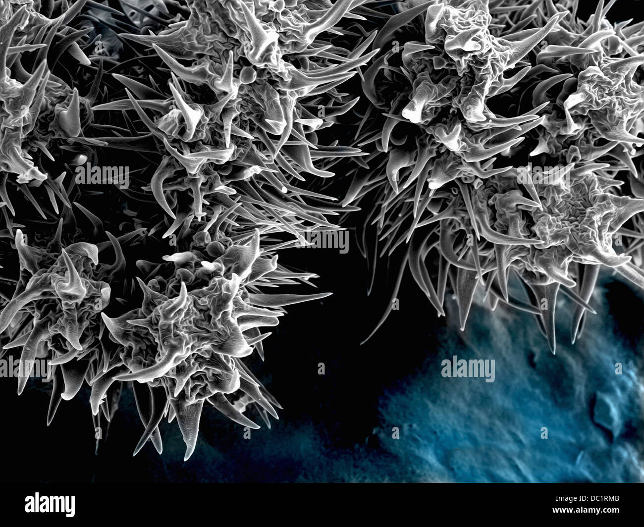 Feuille floue, SEM, coloré en bleu Banque D'Images