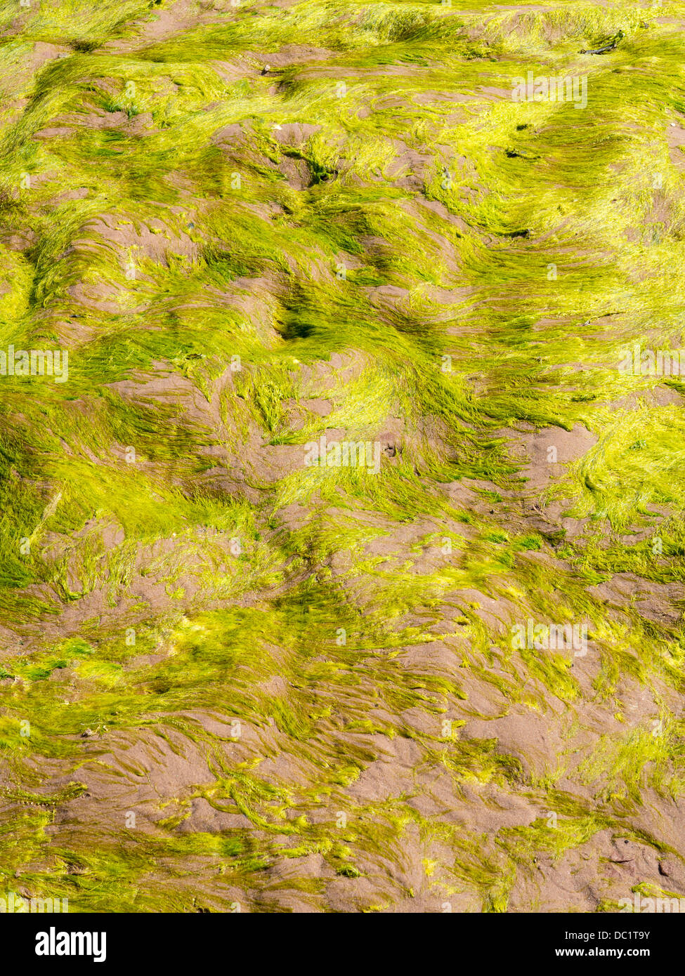 Les algues se trouvant sur la plage de mudstone Exmouth, Devon, Angleterre Banque D'Images